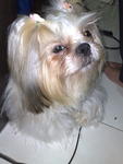 Bao Bei - Shih Tzu Dog