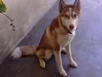 April - Siberian Husky Dog