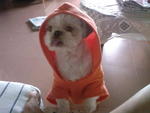 Johny - Shih Tzu Dog