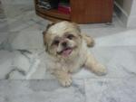 Johny - Shih Tzu Dog