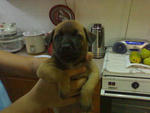 Mongrel Puppies - Mixed Breed Dog