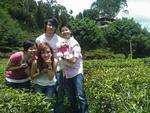 tea plantation in cameron highlands