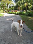 Snowy - Jack Russell Terrier Dog