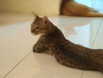 Truffles - Tabby + Bengal Cat