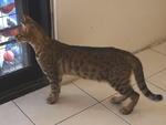 Truffles - Tabby + Bengal Cat