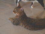 Truffles - Tabby + Bengal Cat