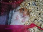 Bandit - Syrian / Golden Hamster Hamster