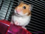 Bandit - Syrian / Golden Hamster Hamster