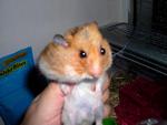 Bandit - Syrian / Golden Hamster Hamster