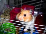 Bandit - Syrian / Golden Hamster Hamster