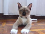 Shiloh - Siamese + Domestic Short Hair Cat