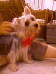 Boyboy - Silky Terrier Dog