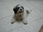 Vito - Shih Tzu Dog