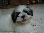 Vito - Shih Tzu Dog