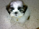 Vito - Shih Tzu Dog