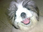 Vito - Shih Tzu Dog