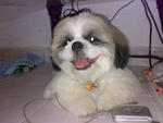 Vito - Shih Tzu Dog