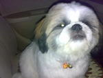 Vito - Shih Tzu Dog