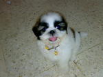 Vito - Shih Tzu Dog