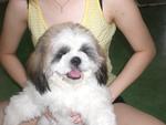 Vito - Shih Tzu Dog