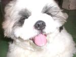 Vito - Shih Tzu Dog