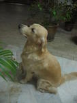 Cha Cha - Golden Retriever Dog