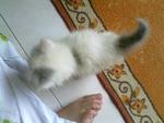 CheMat's child:Snowfluf (1mth old)