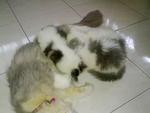 Mimi(mommy) n kittens (CheMat's kids)