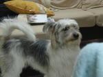 Faith - Terrier Mix Dog