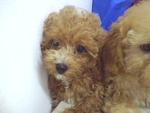 Toy Poodle Wanna New Home - Poodle Dog