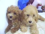 Toy Poodle Wanna New Home - Poodle Dog