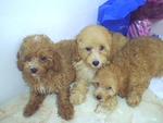 Toy Poodle Wanna New Home - Poodle Dog