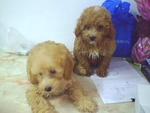 Toy Poodle Wanna New Home - Poodle Dog