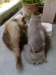 Mongkut & Mimi (early Oct 2010) - we groom n shaved her furr a bit so that new ones prettier furr wi