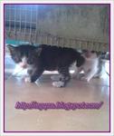 Ibu Dan 4 Anak - Domestic Medium Hair Cat