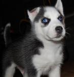 Lulugo - Siberian Husky Dog