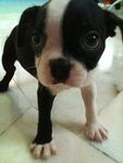 Boston Terrier With Nice Marking - Boston Terrier Dog