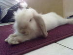 Satang - Mini-Lop Rabbit