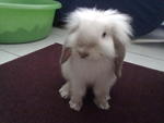 Satang - Mini-Lop Rabbit