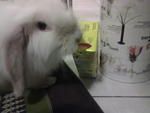 Satang - Mini-Lop Rabbit