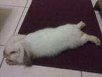 Satang - Mini-Lop Rabbit