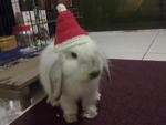 Santa Bunny !