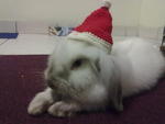 Satang - Mini-Lop Rabbit