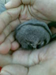 Baby Sugar Glider - Sugar Glider Small & Furry