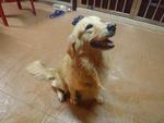 Nicky - Golden Retriever Dog