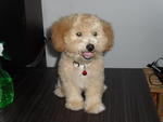 8 Month Toy Poodle 14'' Lenght Only - Poodle Dog