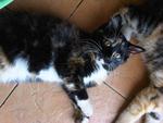 Calico - Domestic Medium Hair Cat