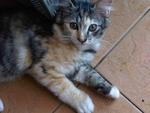 PF15100 - Domestic Short Hair Cat