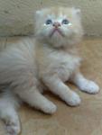 P0105c - Persian Cat