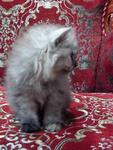 PF15104 - Persian Cat